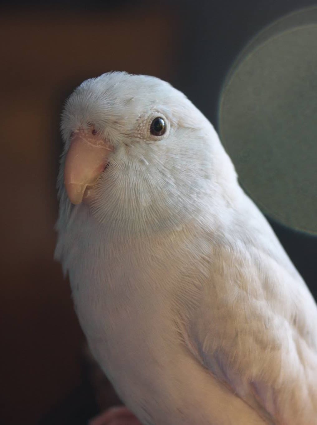Pisco