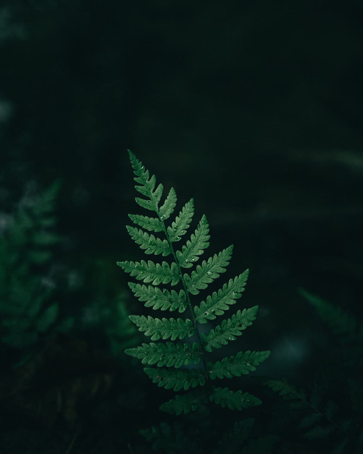 The natural world is VISII's classroom