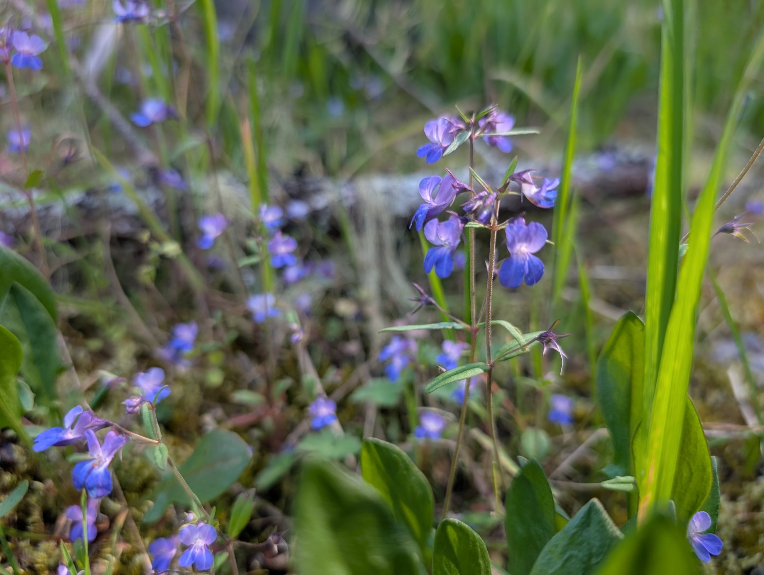 April/May 2025 Newsletter